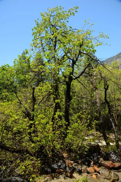 DSC_2335 (Large).JPG